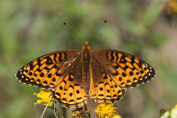 Atlantis Fritillary Speyeria atlantis Butterfly