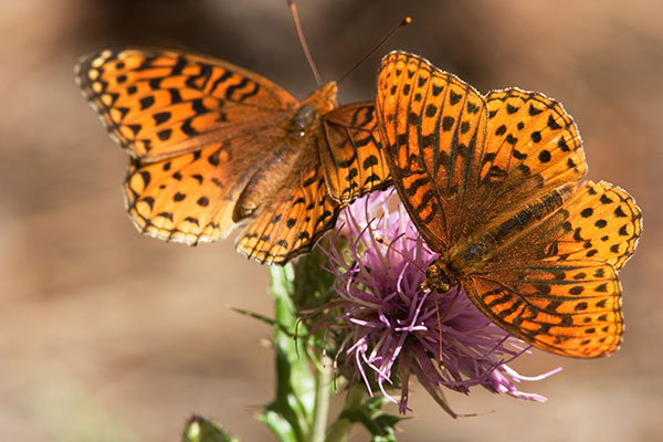 Atlantis Fritillary Speyeria atlantis Butterfly
