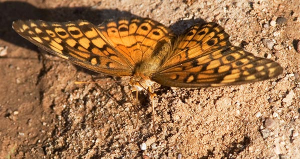 Variegated Fritillary Euptoieta claudia photo Sept. 5, 2007