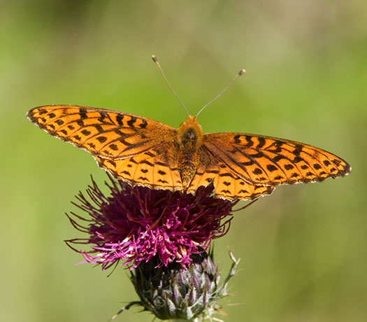 Atlantis Fritillary Speyeria atlantis Butterfly