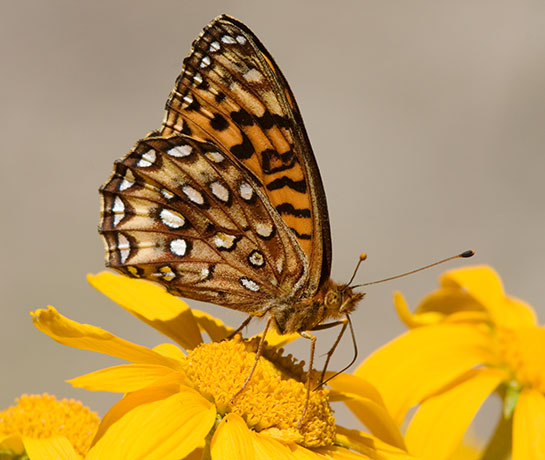 Atlantis Fritillary Speyeria atlantis Butterfly
