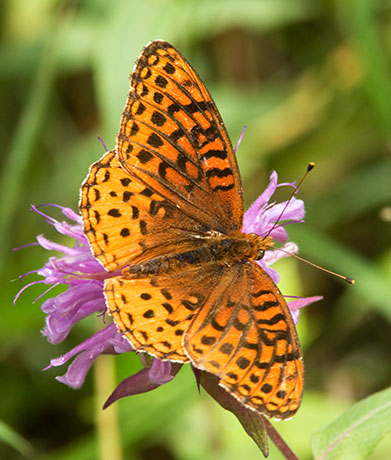 Atlantis Fritillary Speyeria atlantis Butterfly