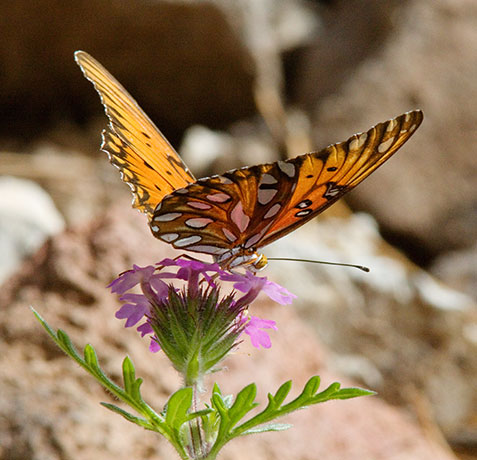 Gulf Fritillary Agraulis vanillae Butterfly
