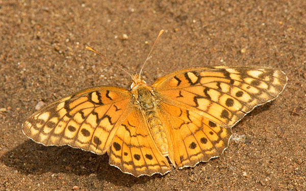 Variegated Fritillary Euptoieta claudia
