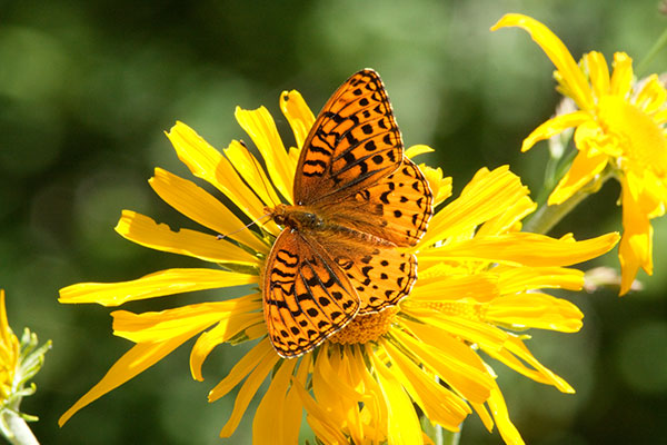 Atlantis Fritillary Speyeria atlantis Butterfly