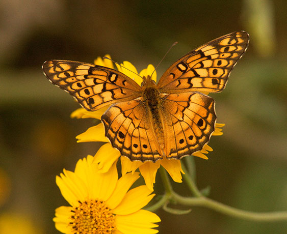 Variegated Fritillary Euptoieta claudia