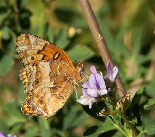 Variegated Fritillary Euptoieta claudia