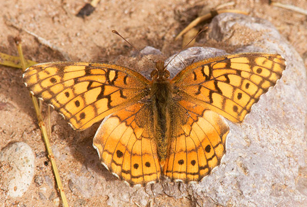 Variegated Fritillary Euptoieta claudia