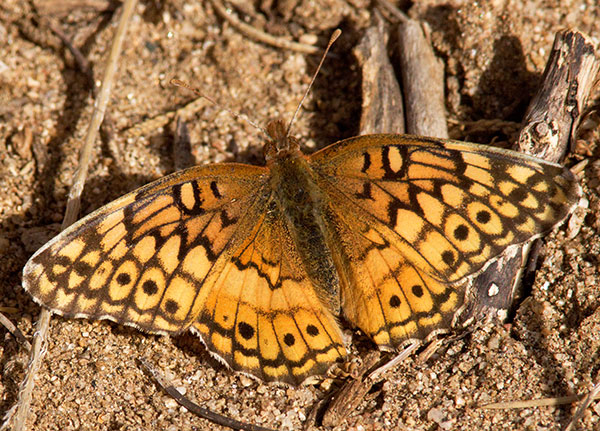 Variegated Fritillary Euptoieta claudia