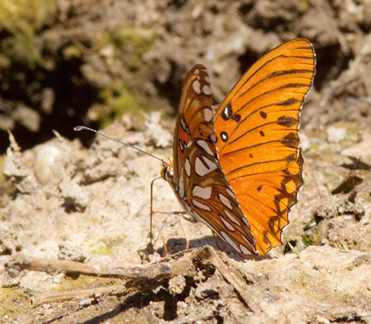 Gulf Fritillary Agraulis vanillae Butterfly