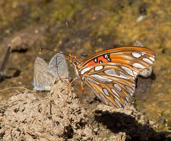 Gulf Fritillary Agraulis vanillae Butterfly