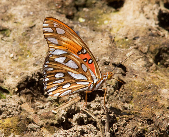 Gulf Fritillary Agraulis vanillae Butterfly