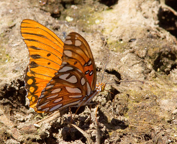 Gulf Fritillary Agraulis vanillae Butterfly