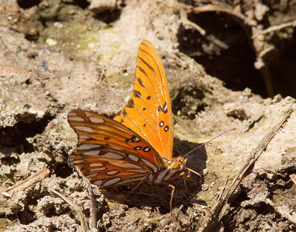 Gulf Fritillary Agraulis vanillae Butterfly