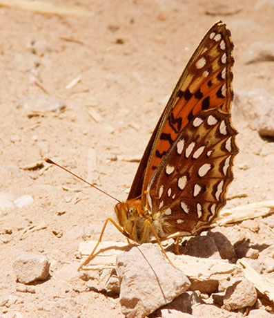 Atlantis Fritillary Speyeria atlantis Butterfly