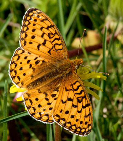 Mormon Fritillary Speyeria mormonia