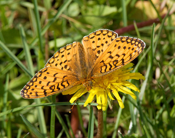 Mormon Fritillary Speyeria mormonia