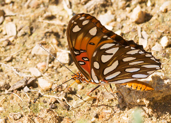 Gulf Fritillary Agraulis vanillae Butterfly