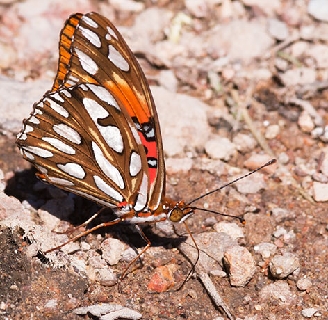 Gulf Fritillary Agraulis vanillae Butterfly