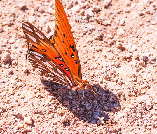 Gulf Fritillary Agraulis vanillae Butterfly