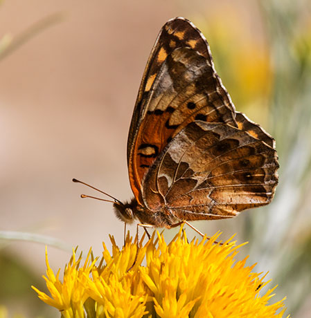 Variegated Fritillary Euptoieta claudia