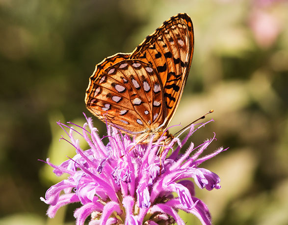 Atlantis Fritillary Speyeria atlantis Butterfly