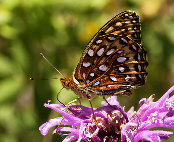 Atlantis Fritillary Speyeria atlantis Butterfly