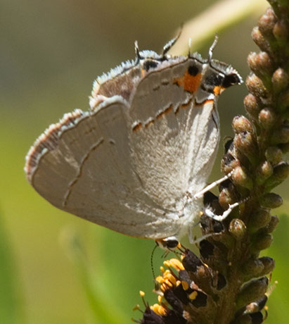 Gray Hairstreak Strymon melinus Butterfly