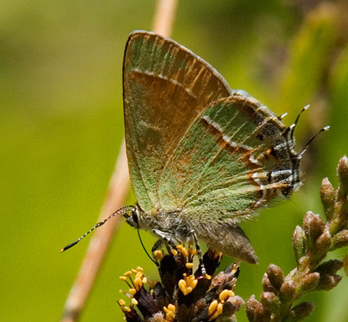 Siva Juniper Hairstreak Callophrys gryneus Butterfly