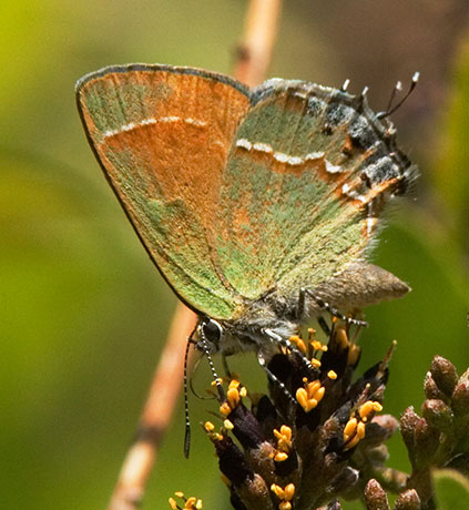 Siva Juniper Hairstreak Callophrys gryneus Butterfly