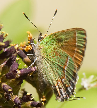 Siva Juniper Hairstreak Callophrys gryneus Butterfly