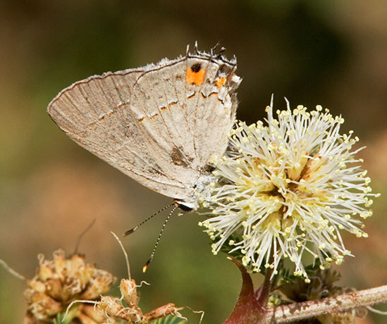 Gray Hairstreak Strymon melinus Butterfly