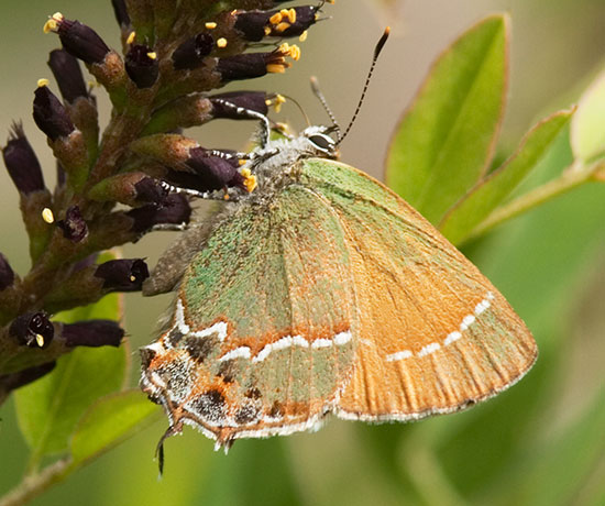 Siva Juniper Hairstreak Callophrys gryneus Butterfly