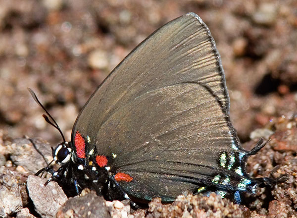 Great Purple Hairstreak Atlicies halesus Butterfly