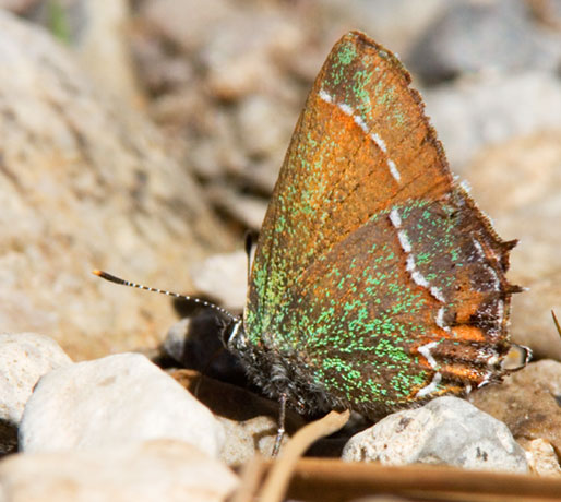 Siva Juniper Hairstreak Callophrys gryneus Butterfly