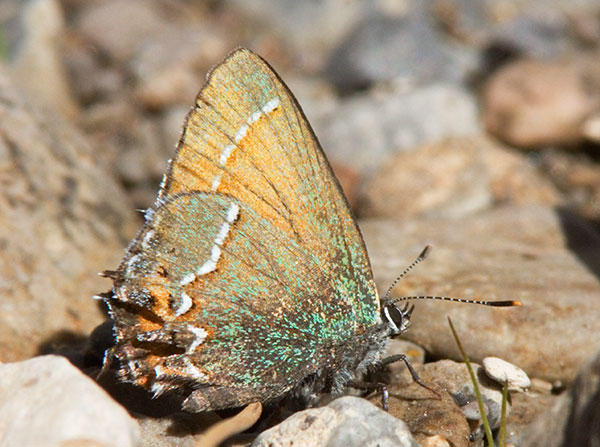 Siva Juniper Hairstreak Callophrys gryneus Butterfly