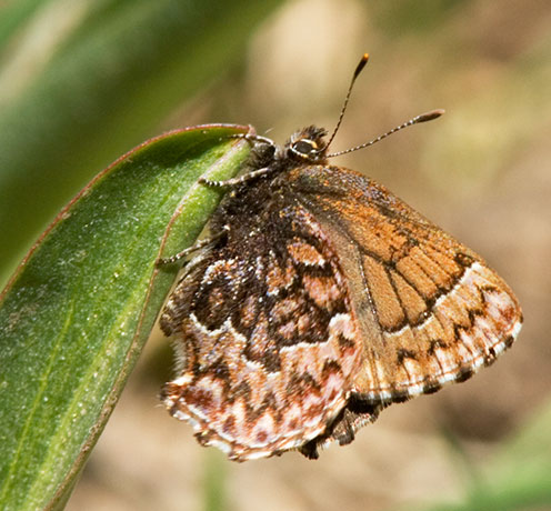 Western Pine Elfin Callophrys eryphon Butterfly