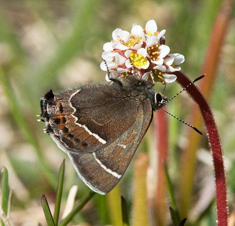 Thicket Hairstreak Callophrys spinetorum Butterfly