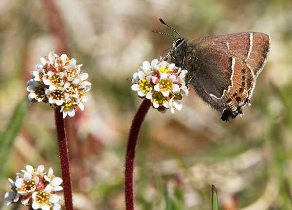 Thicket Hairstreak Callophrys spinetorum Butterfly