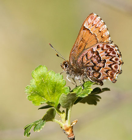 Western Pine Elfin Callophrys eryphon Butterfly