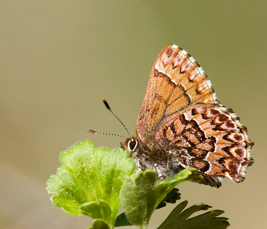 Western Pine Elfin Callophrys eryphon Butterfly