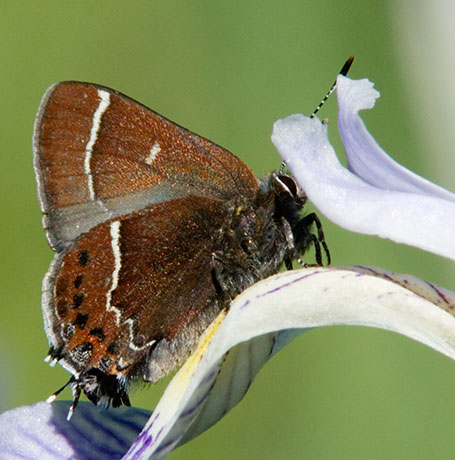 Thicket Hairstreak Callophrys spinetorum Butterfly