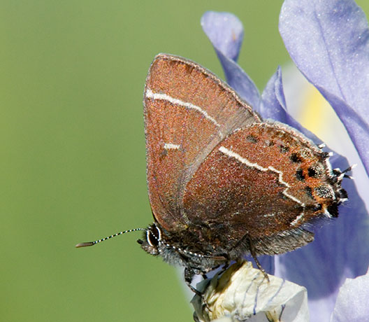 Thicket Hairstreak Callophrys spinetorum Butterfly