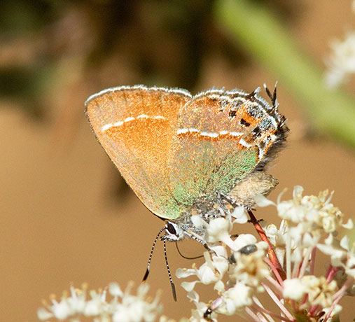Siva Juniper Hairstreak Callophrys gryneus Butterfly