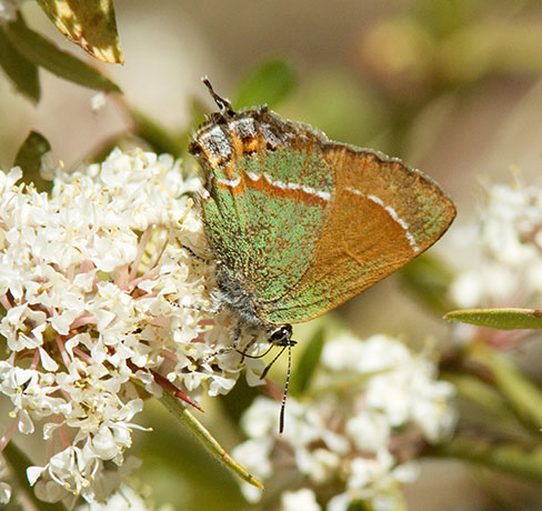 Siva Juniper Hairstreak Callophrys gryneus Butterfly