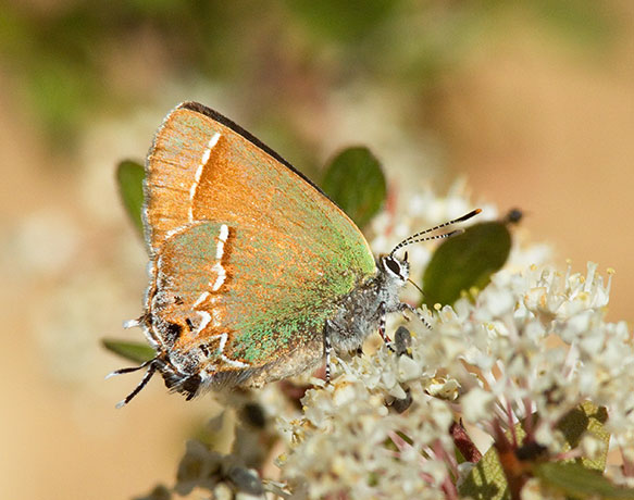 Siva Juniper Hairstreak Callophrys gryneus Butterfly