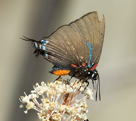Great Purple Hairstreak Atlicies halesus Butterfly