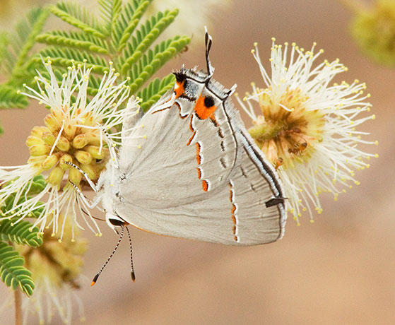 Gray Hairstreak Strymon melinus Butterfly