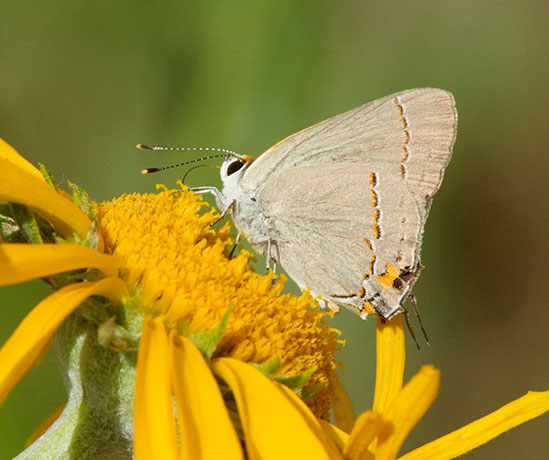 Gray Hairstreak Strymon melinus Butterfly