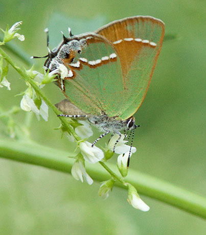Siva Juniper Hairstreak Callophrys gryneus Butterfly